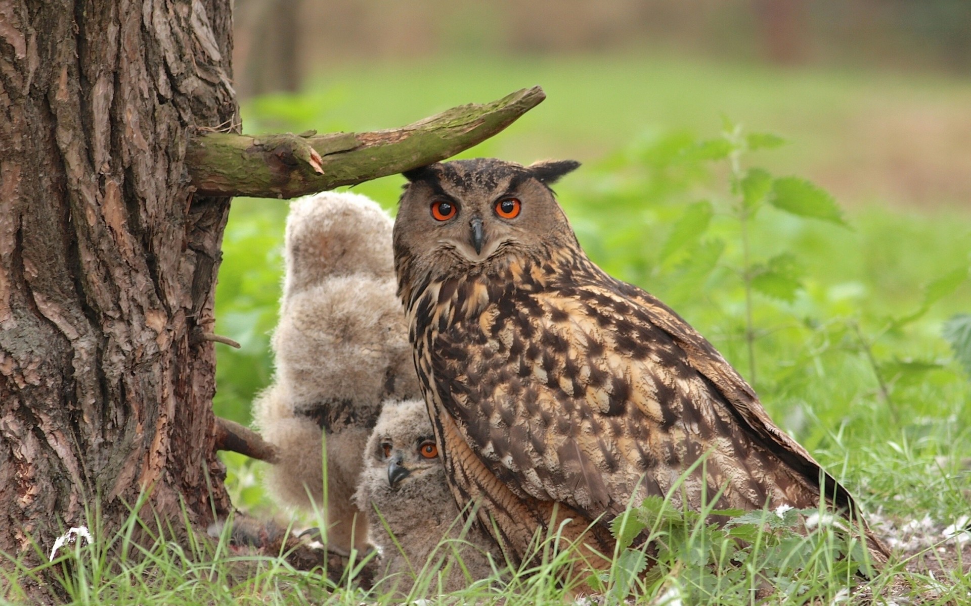 hibou chienne poussins arbre