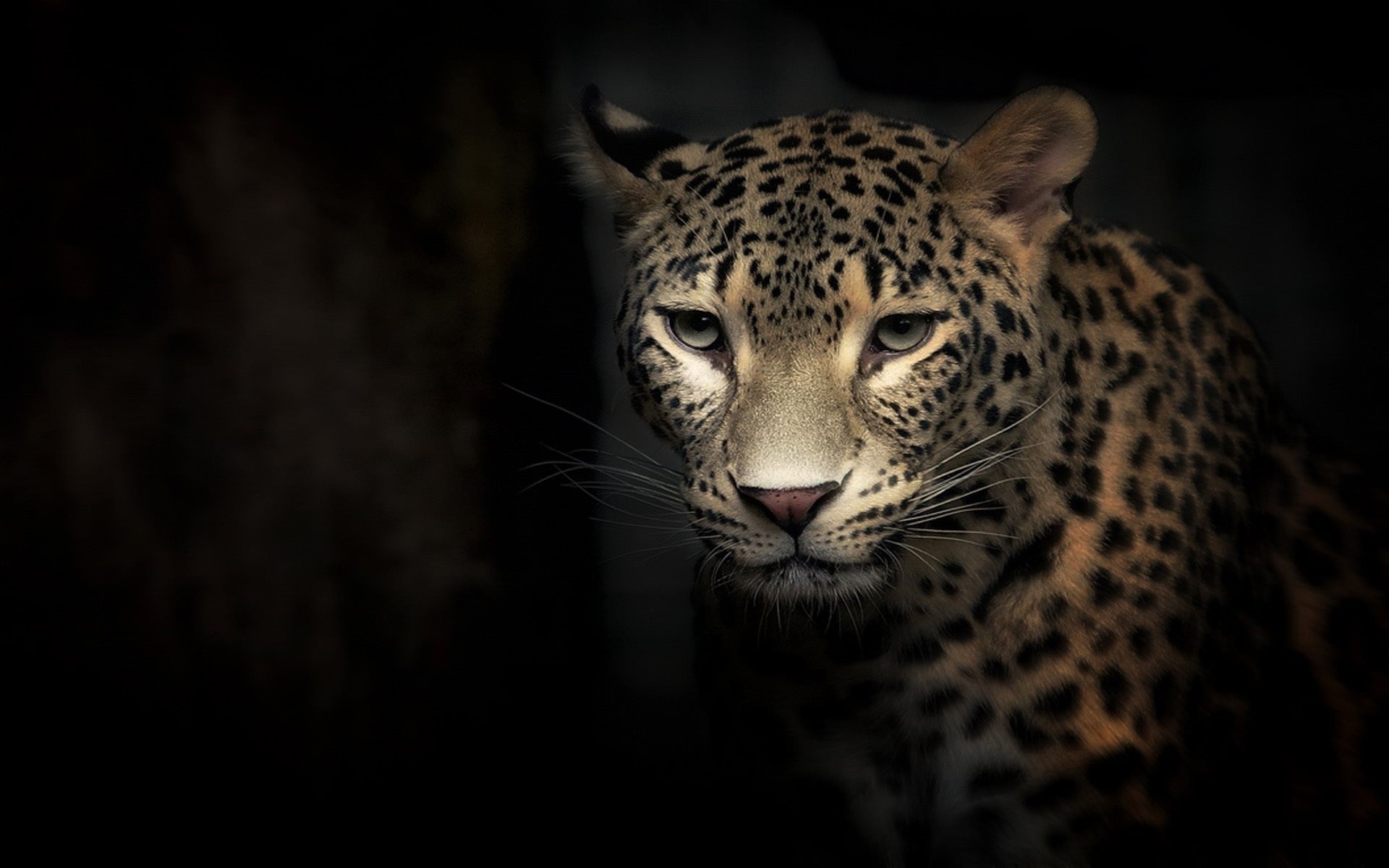 leopardo