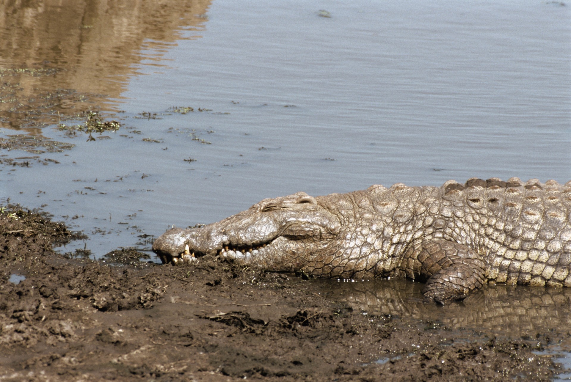 tan sun crocodile pond beach