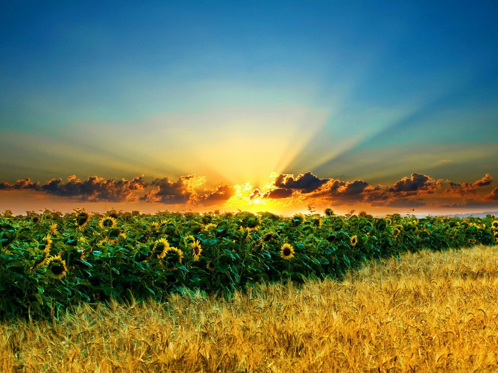 campo girasoli grano fioritura nuvole