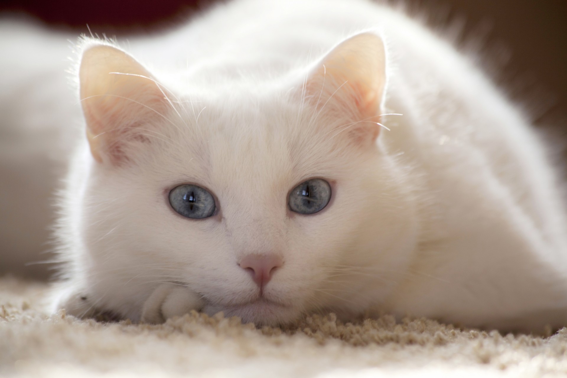 grands yeux se trouve chat blanc épis yeux bleus chat