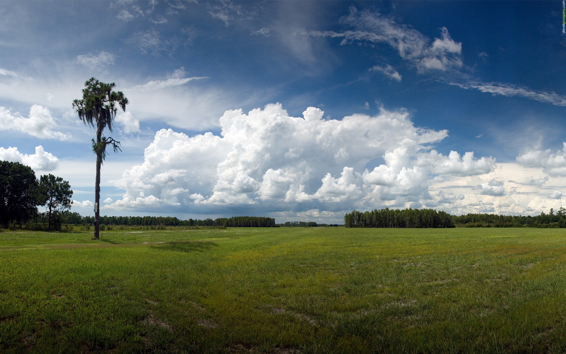 wolken gras baum