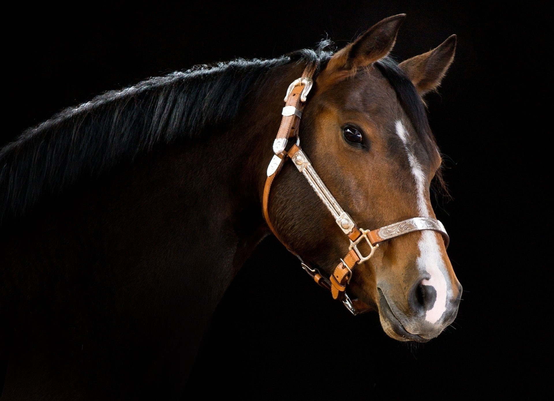 cavallo denti sfondo scuro testa