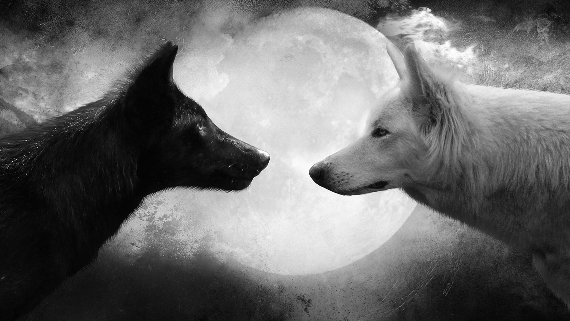 wolf black white moon