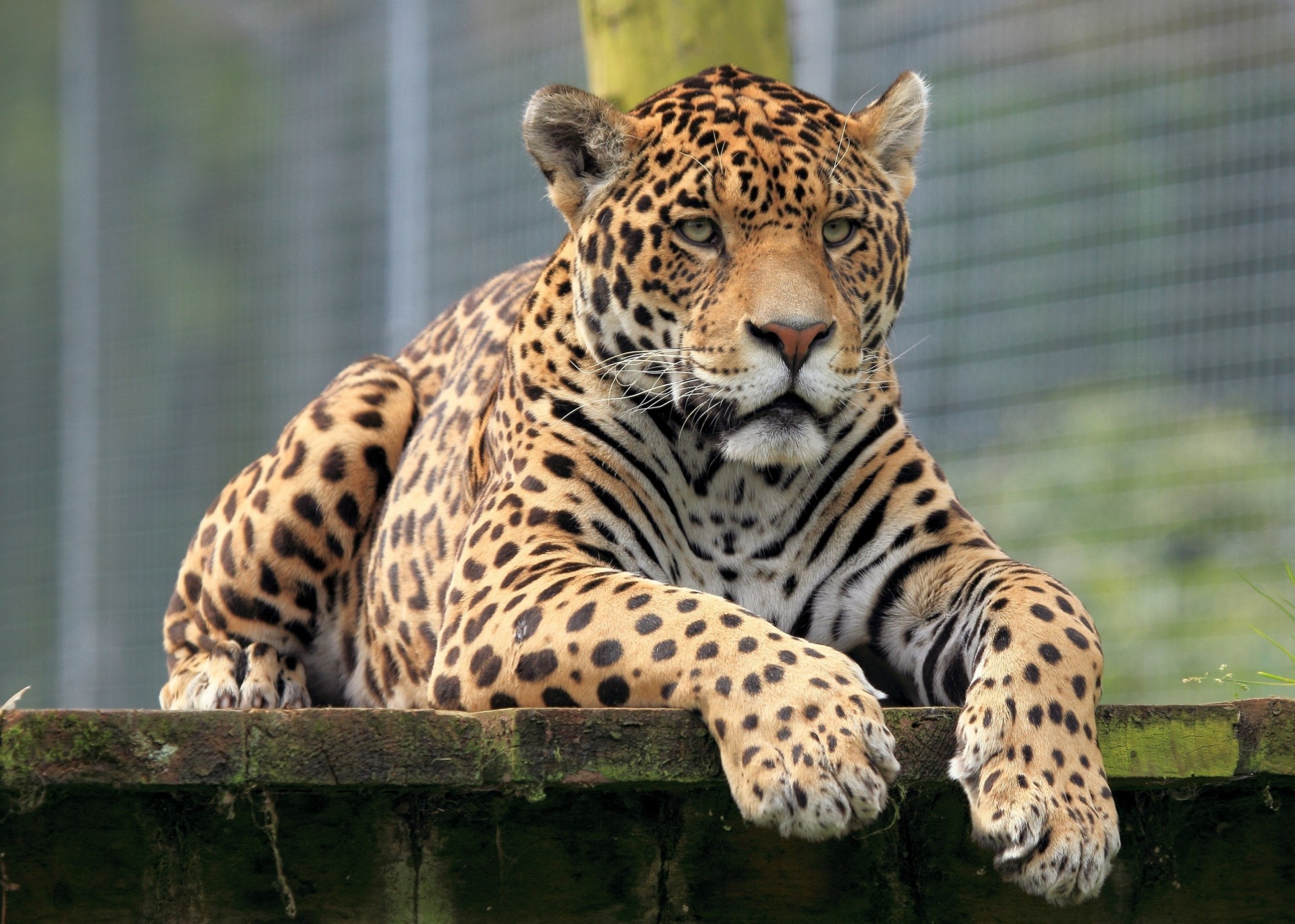 wildkatze jaguar