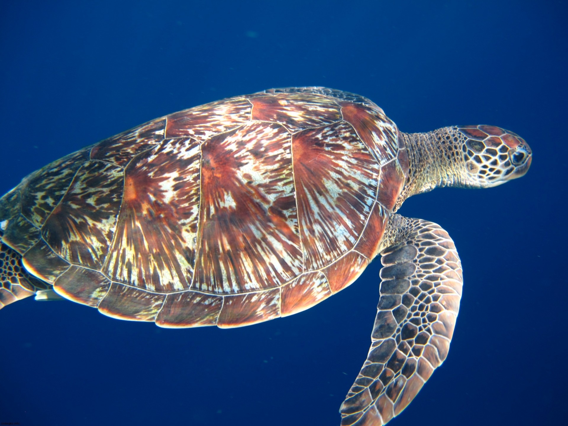 frottis tortue de mer pieds