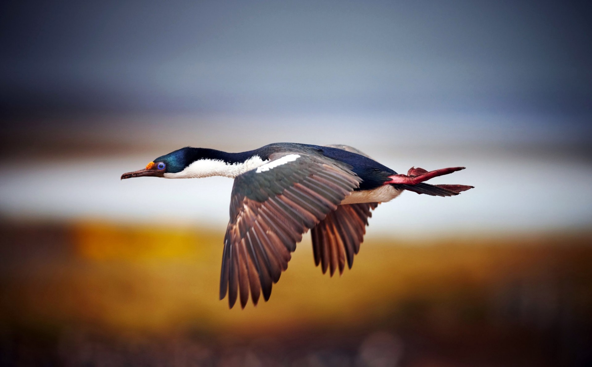 vögel schnabel federn flügel schwingen