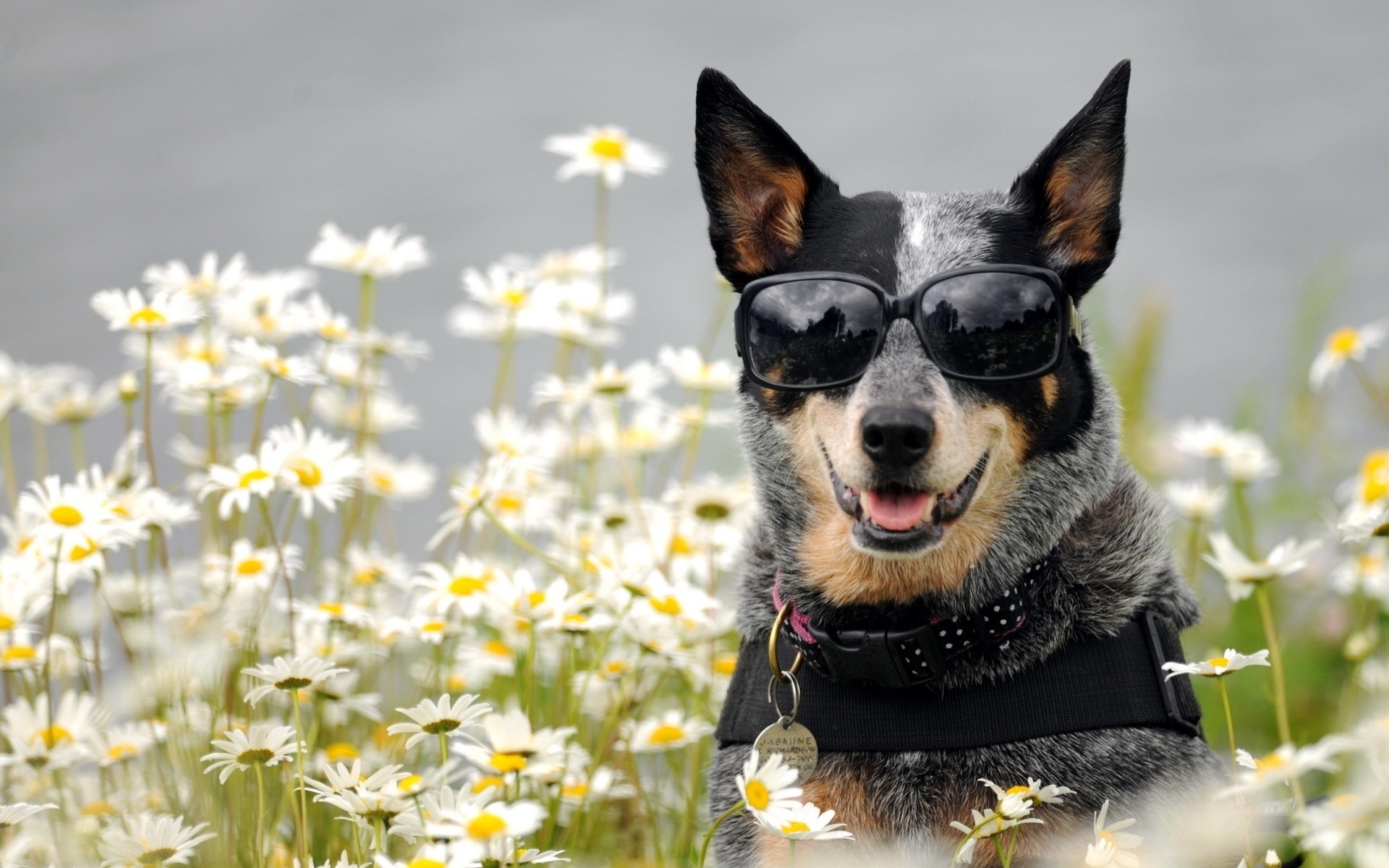 gänseblümchen hund sonnenbrille