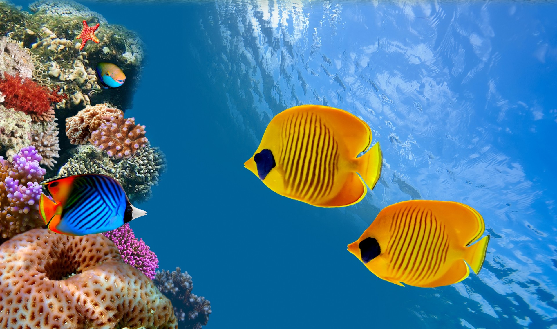 underwater coral colony fish ocean under water thailand reef