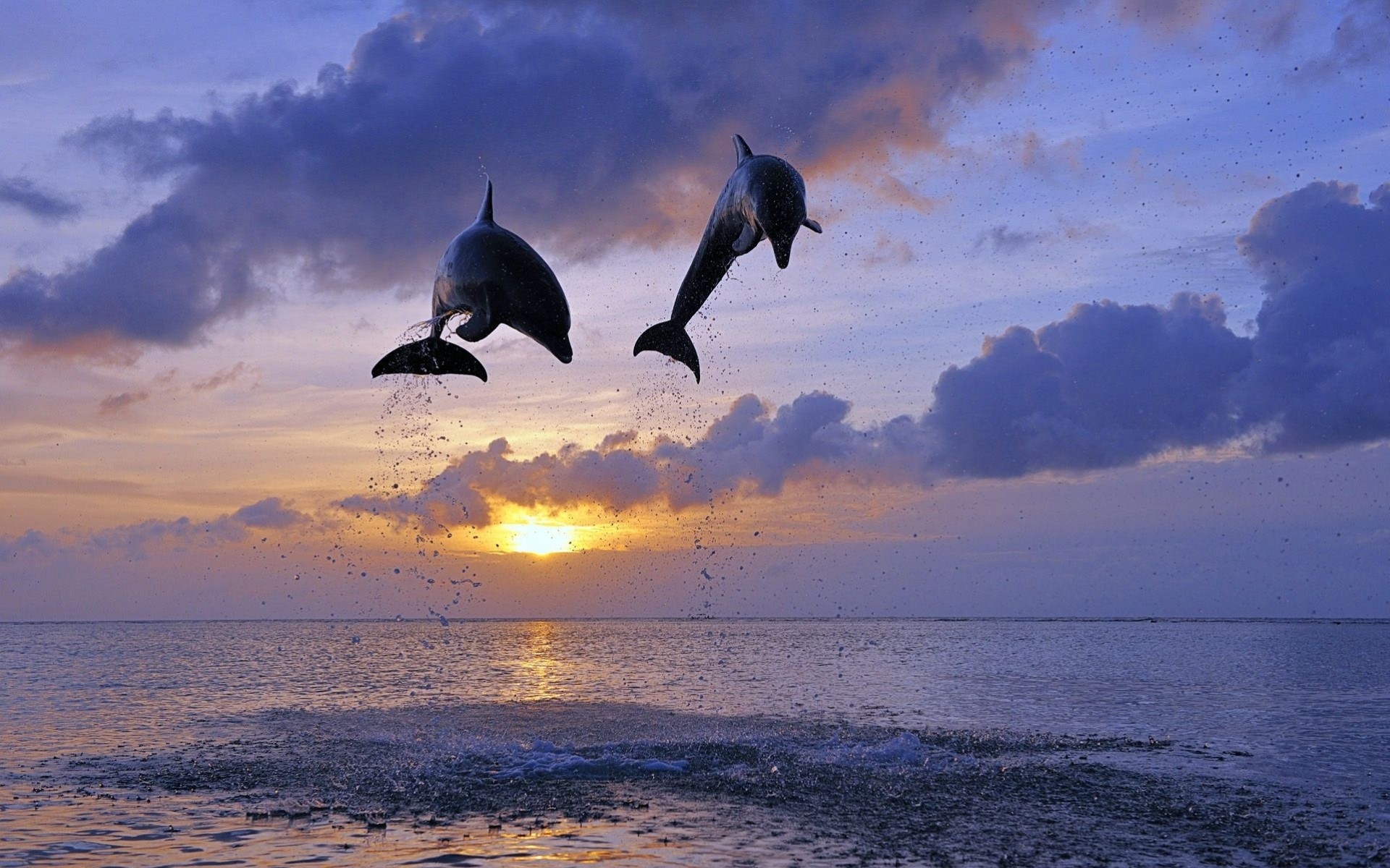 delfiny skok zachód słońca ocean woda noc morze delfin