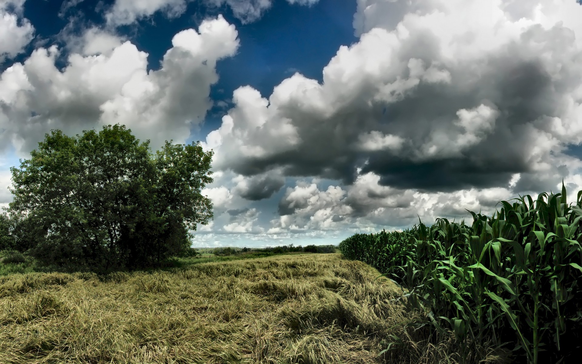 gras wolken baum mais