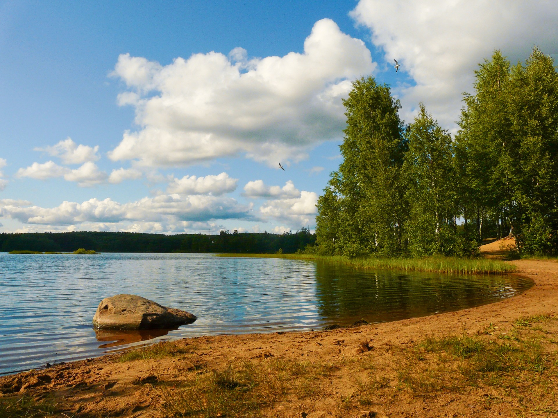 jezioro las plaża niebo