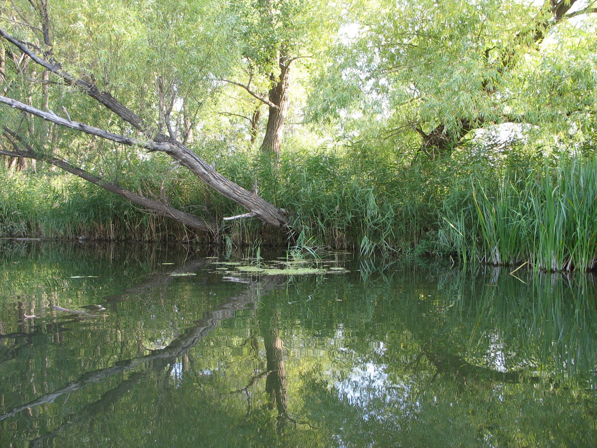 salici riflessione canne