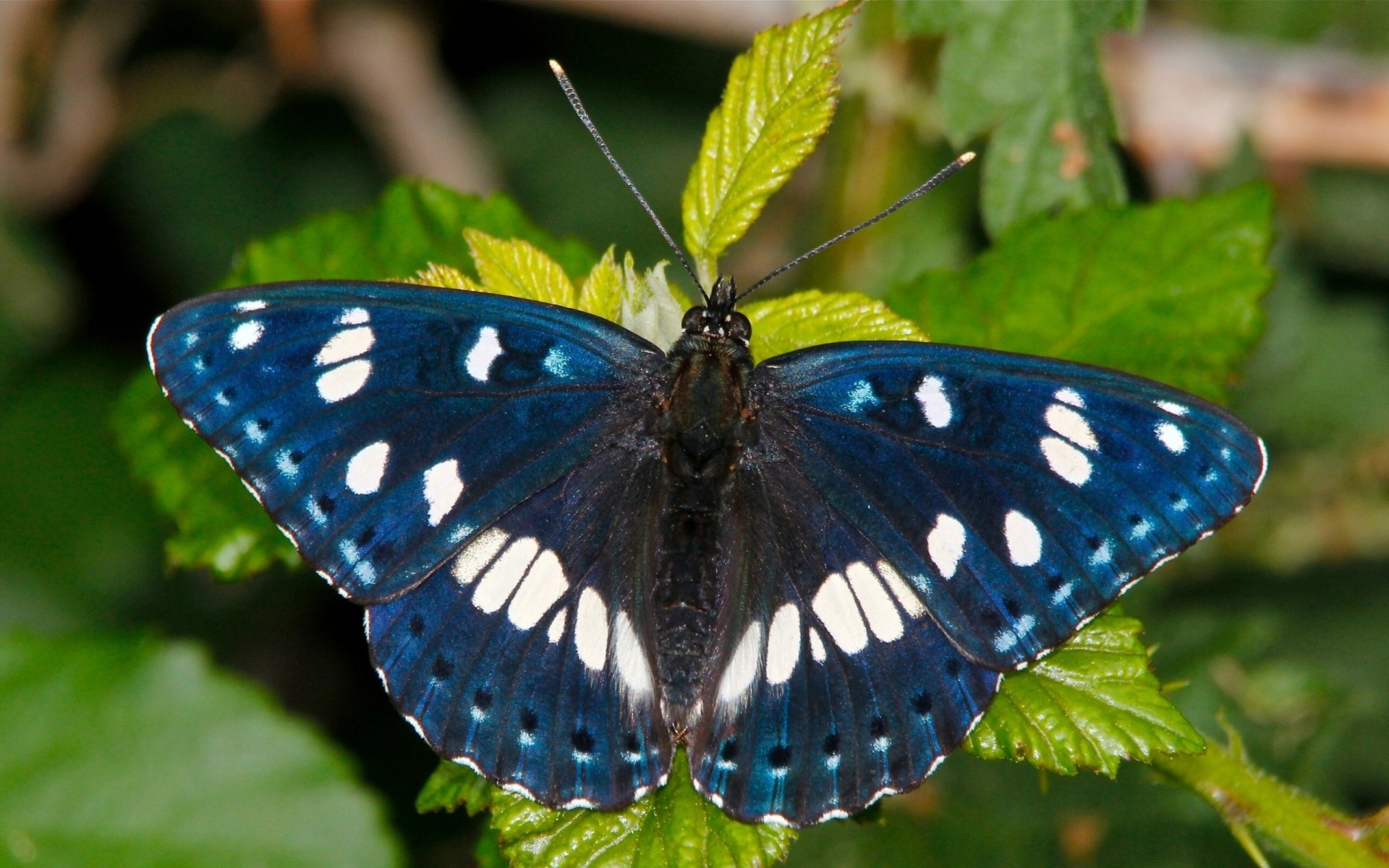 makro hintergrundbeleuchtung