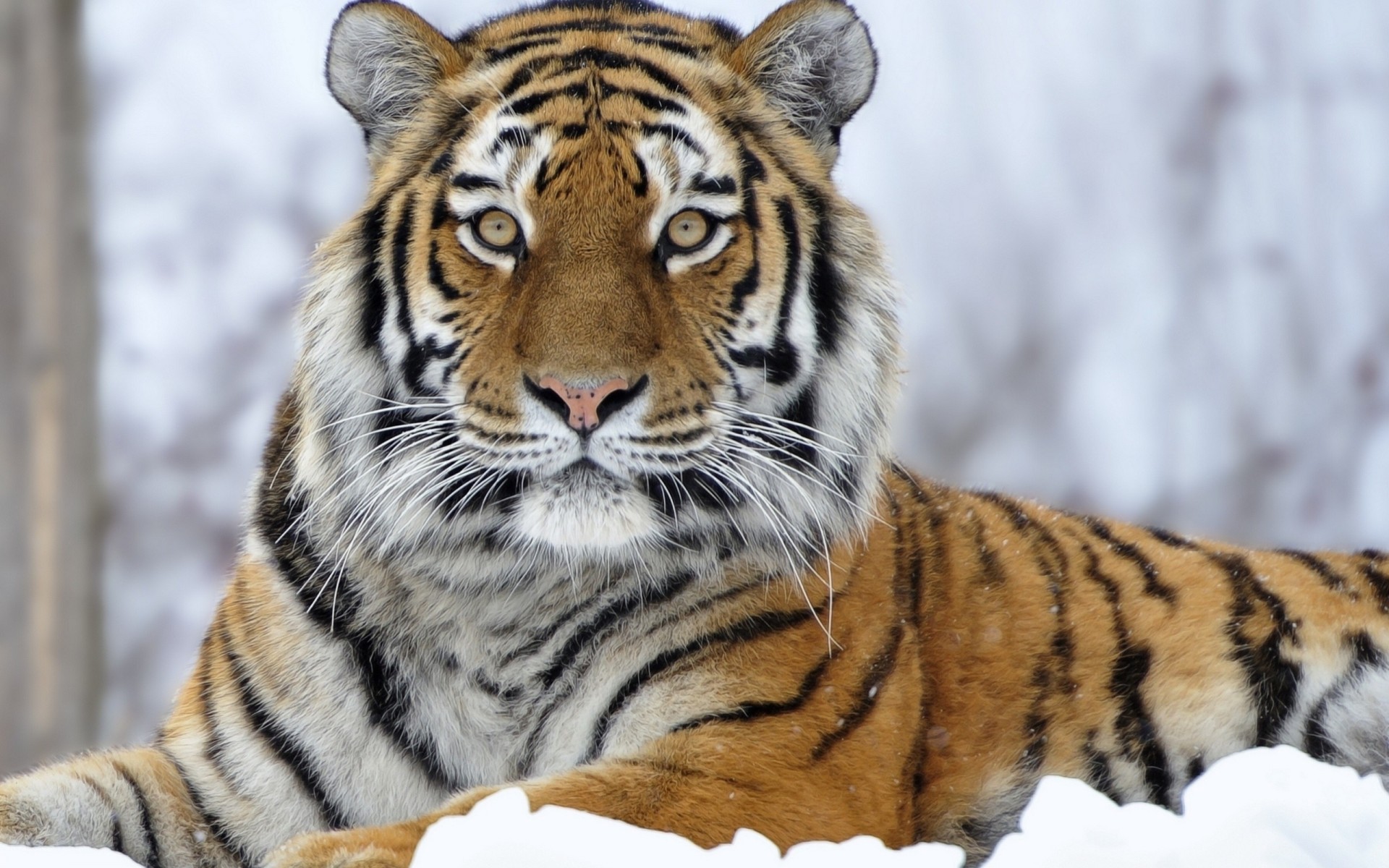 schnee ansicht zähne tiger