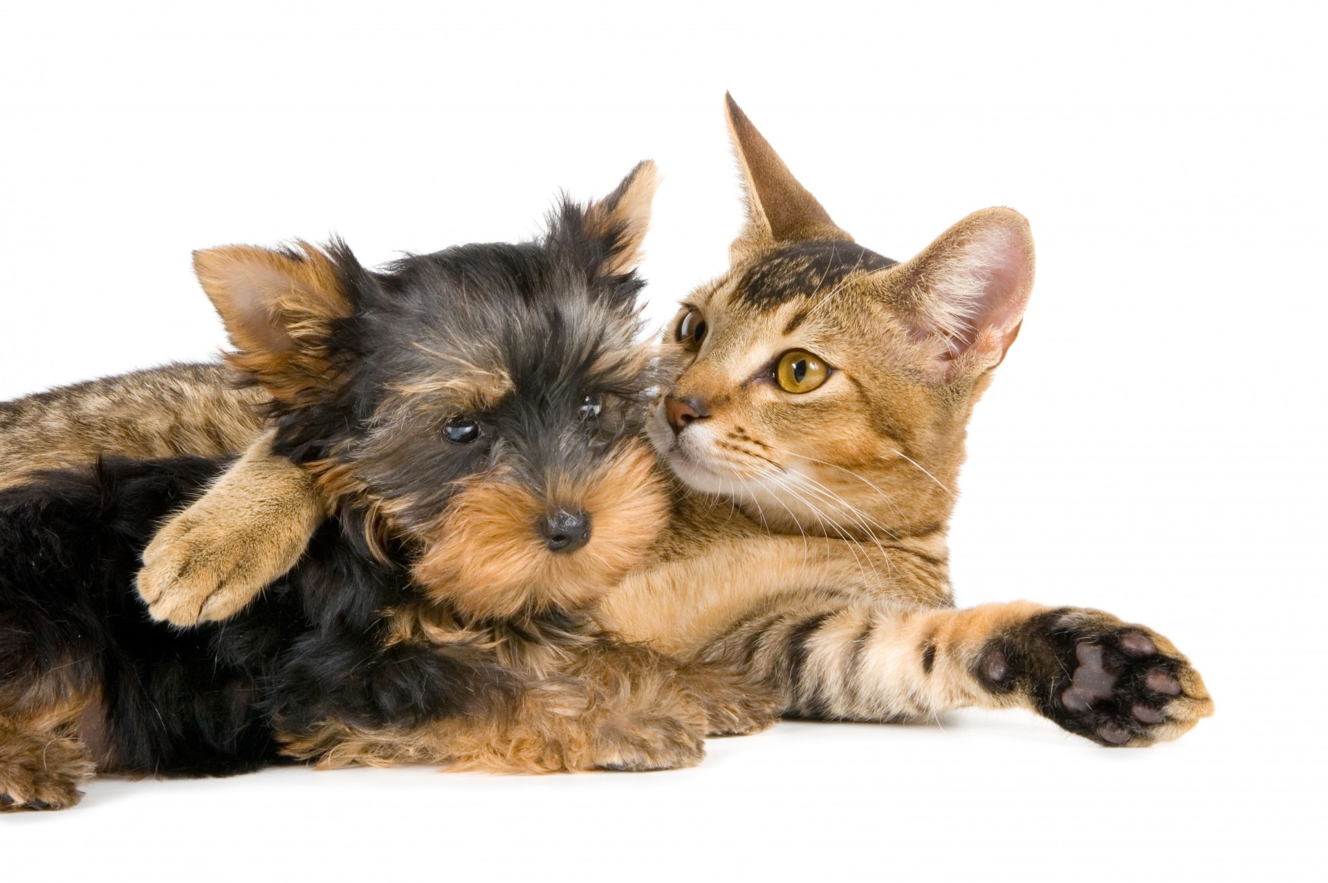 freundschaft yorkshire terrier paar katze