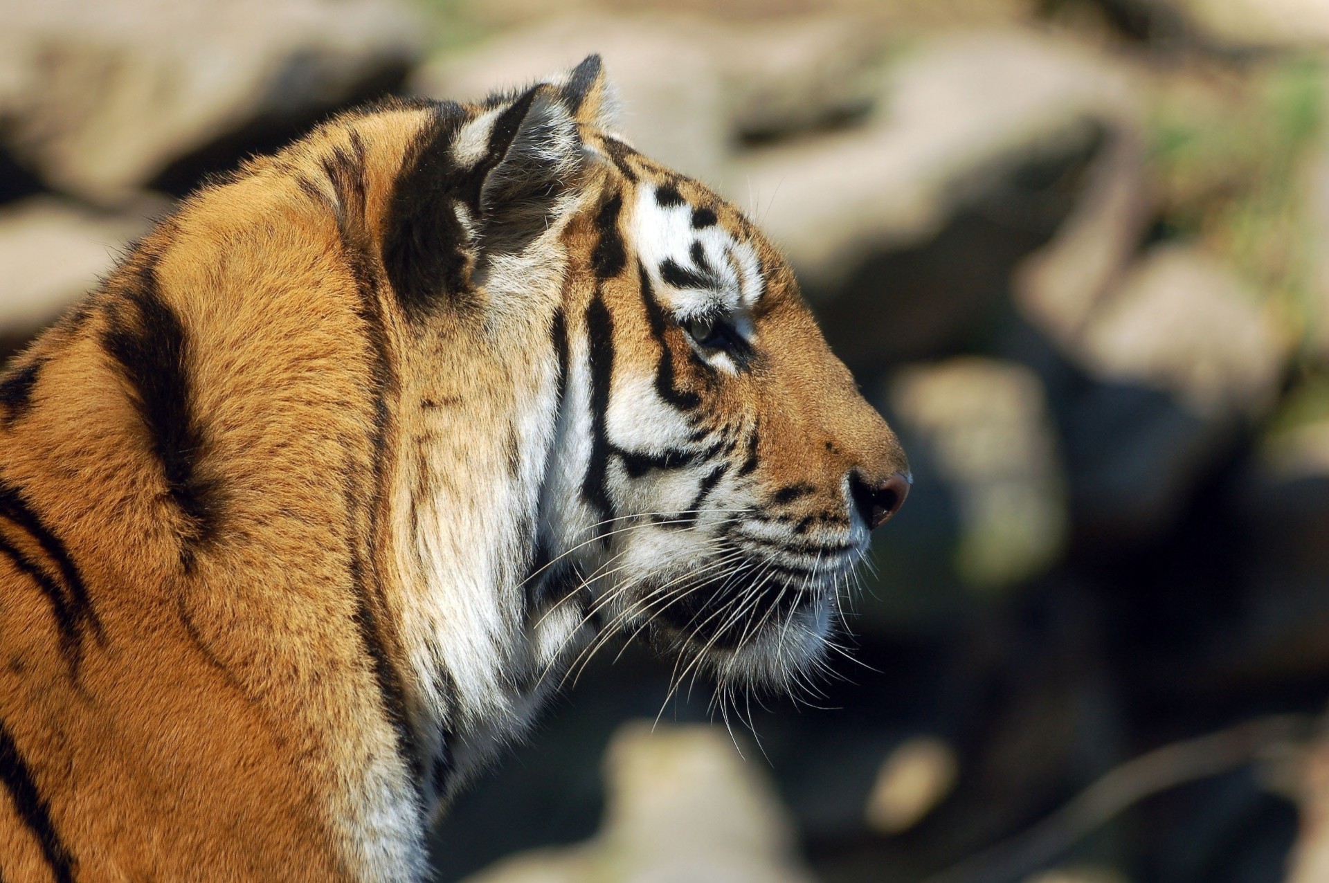 gatto selvatico profilo denti tigre