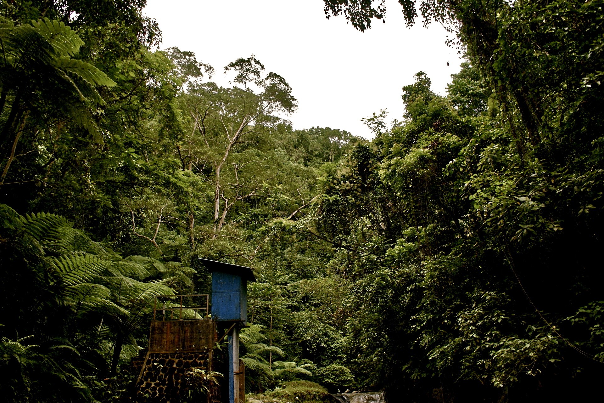 bali jungle sky palm