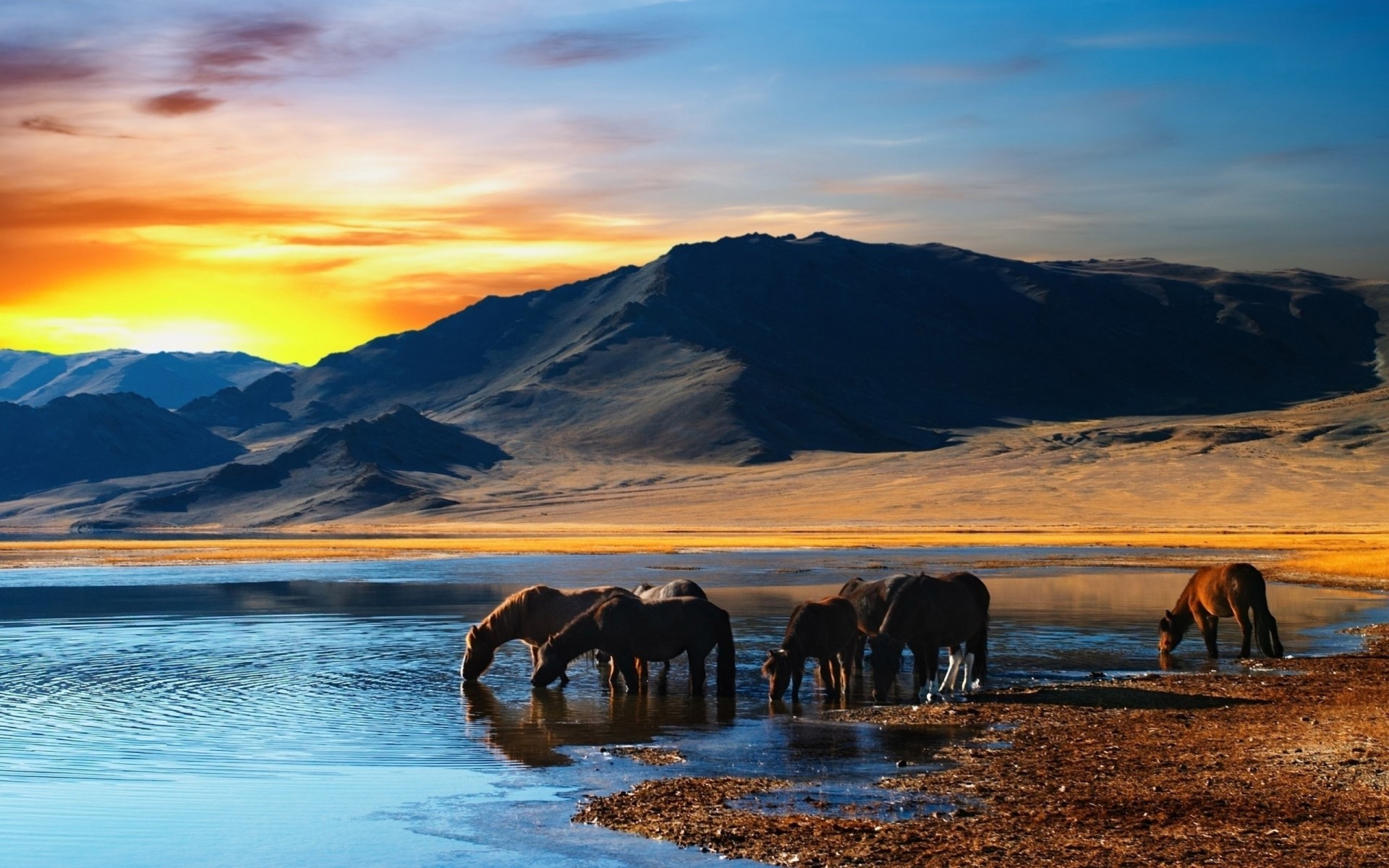 cavalli tramonto riva acqua mandria granchio montagne bere