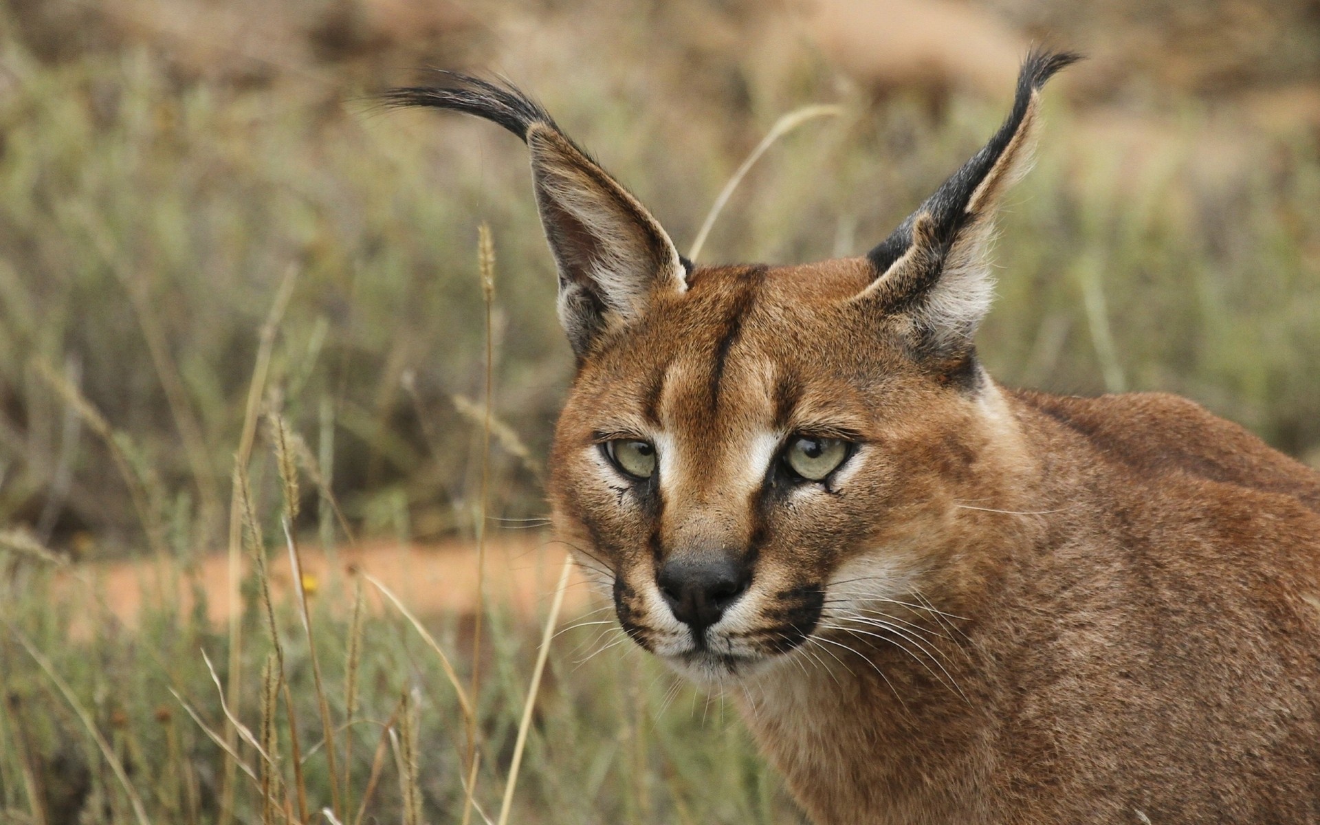 wildkatze karakal zähne ansicht