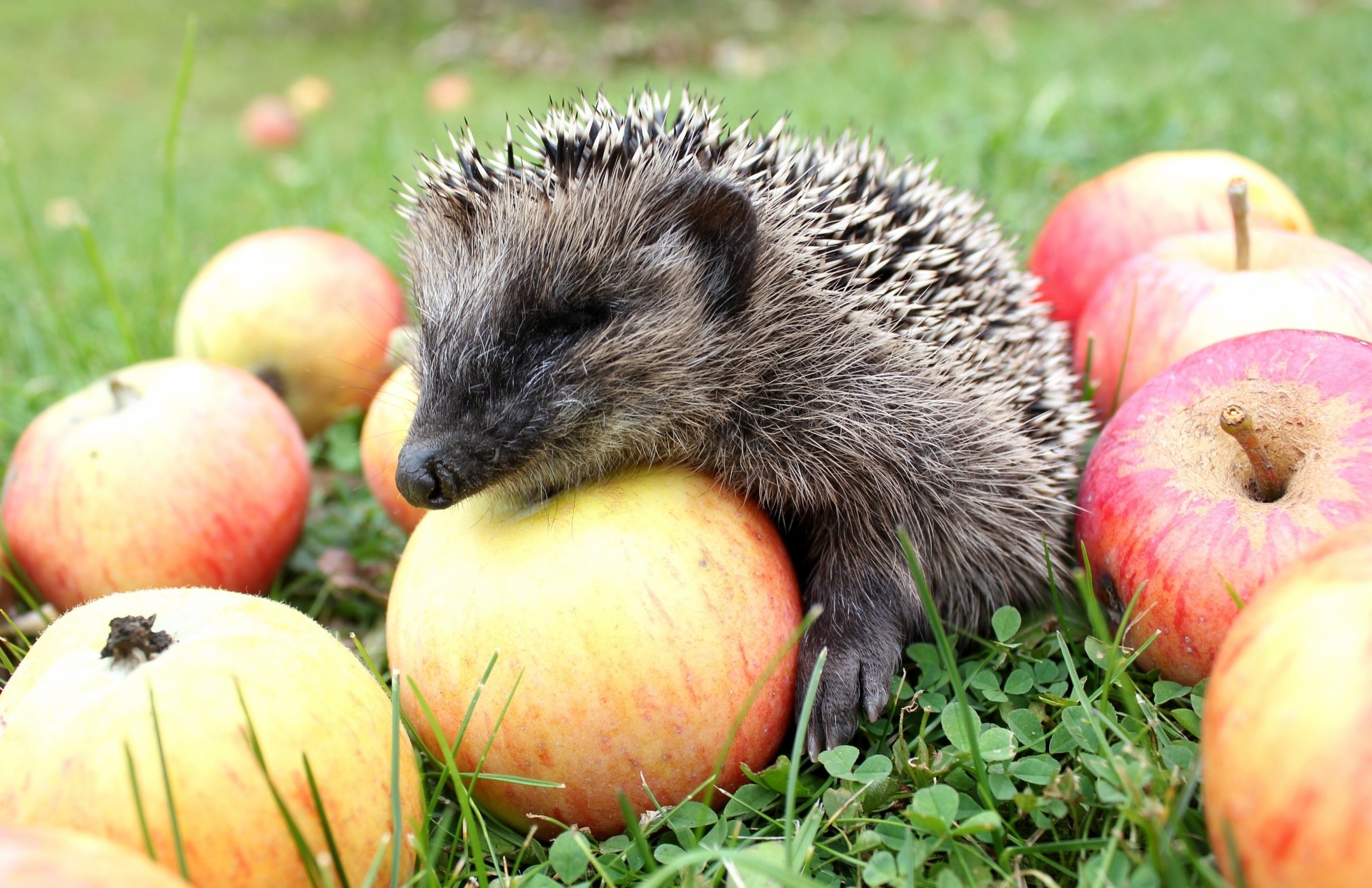 igel igel äpfel