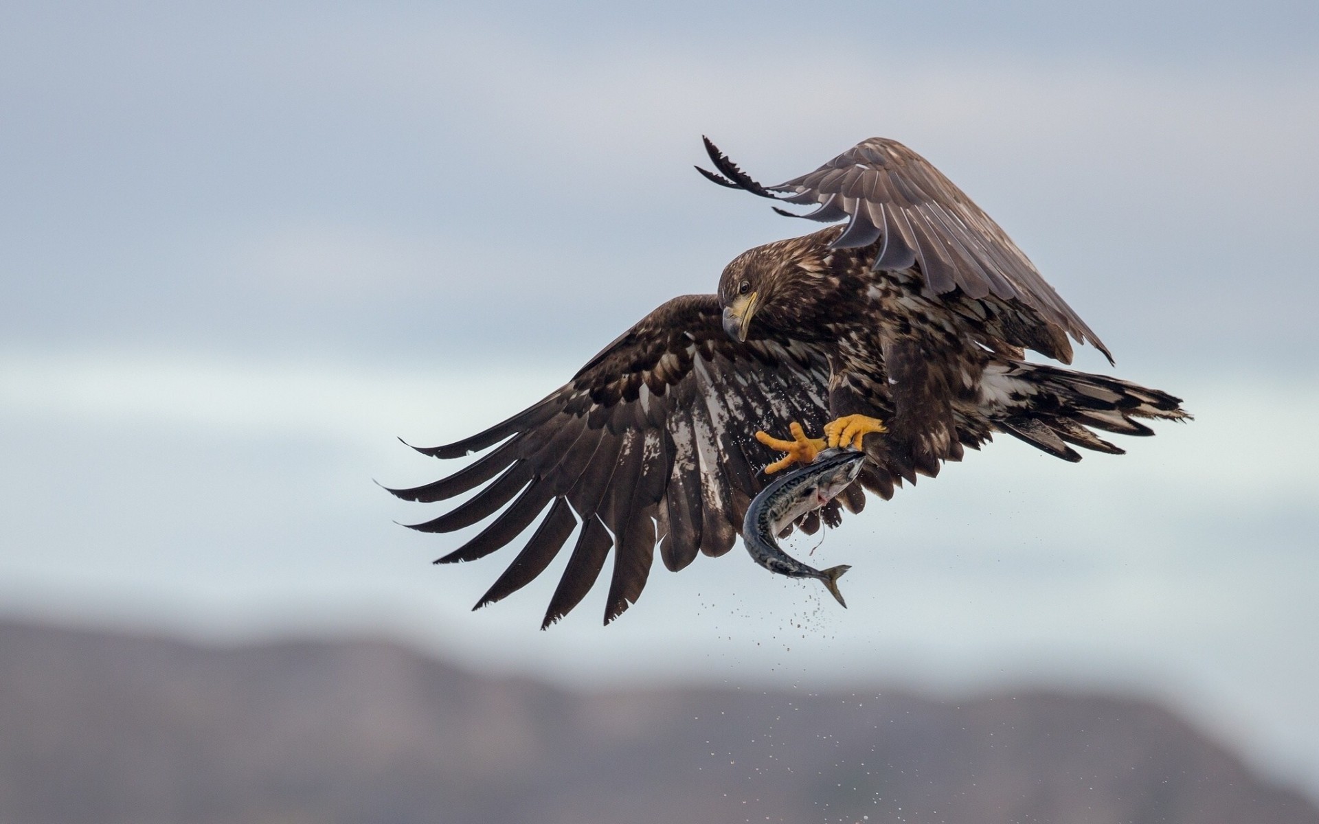 pesce preda aquila dalla coda bianca cattura uccelli