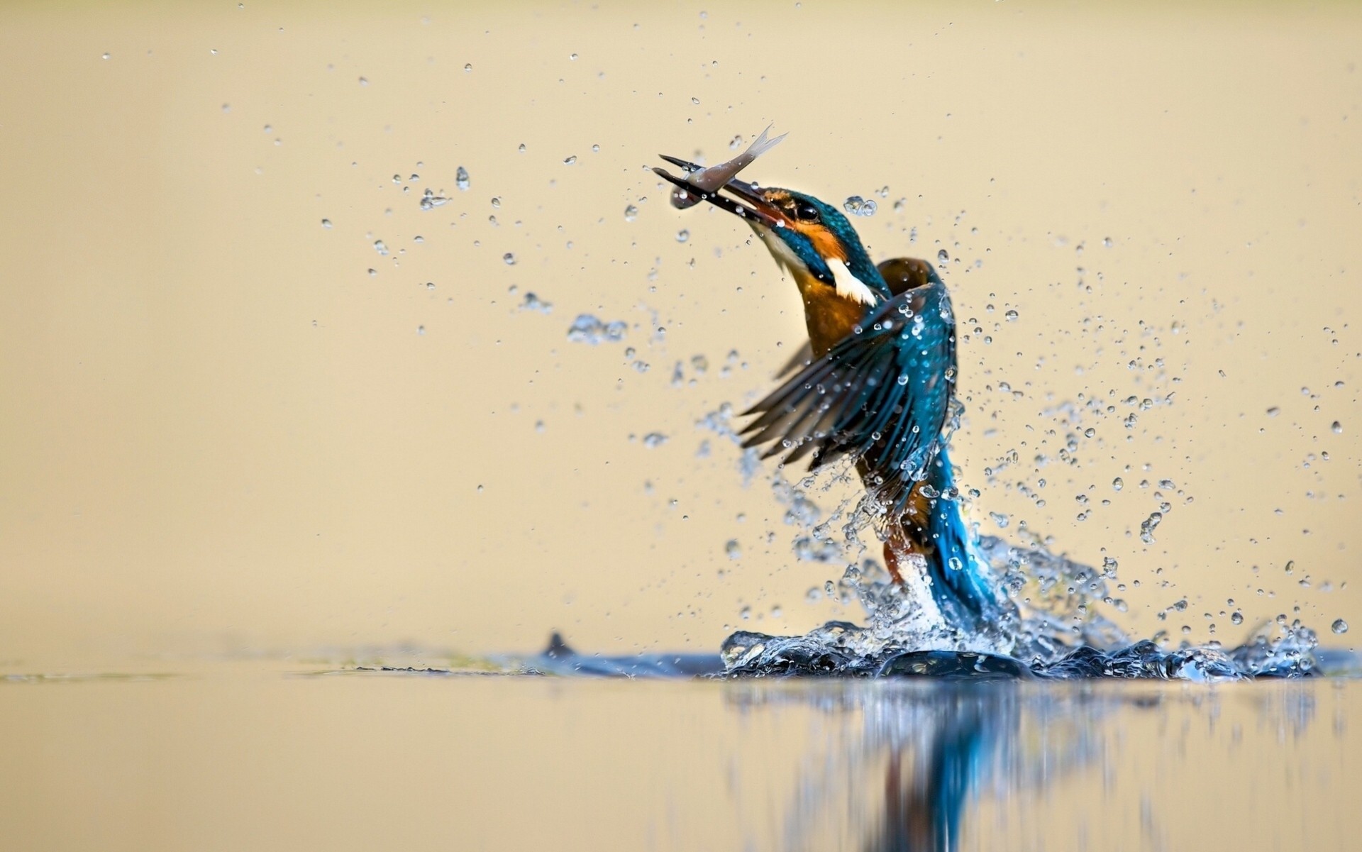 birds catch balloon kingfisher water