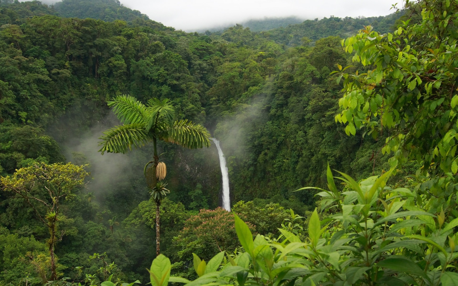 dschungel wasserfall grün sommer blätter