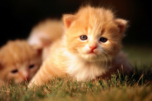 Chatons roux sur l herbe