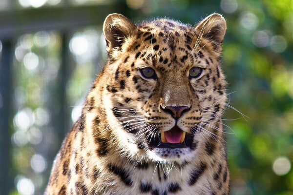 Leopardo Bigotudo muestra lengua