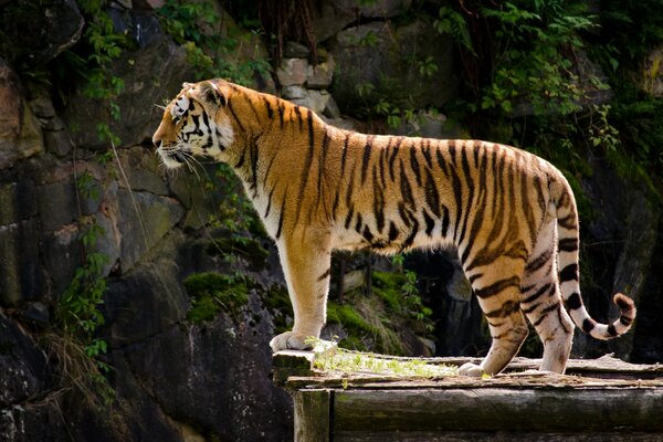 Der Tiger steht am Abhang