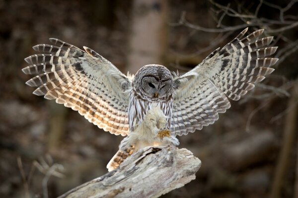 An owl with wings spread sits on a tree