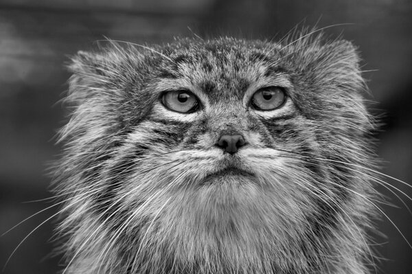 Beautiful portrait of a wild cat