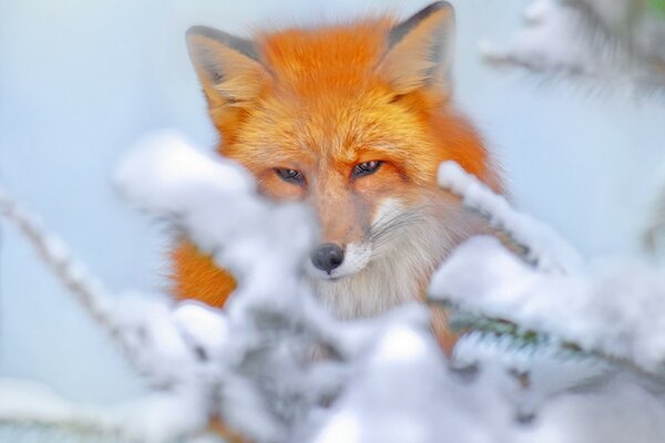 Renard roux sur fond de neige blanche