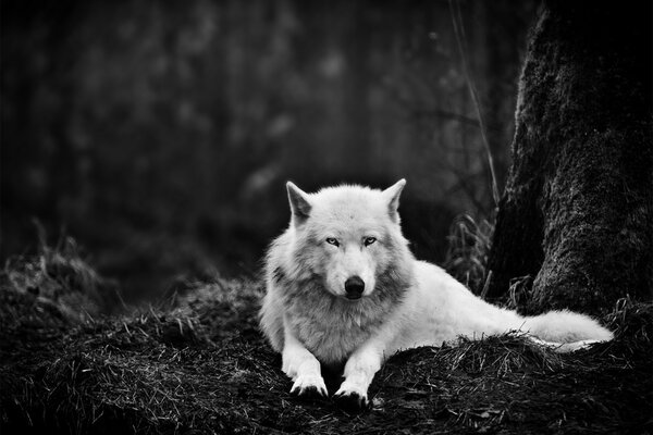 A white wolf in a gloomy forest