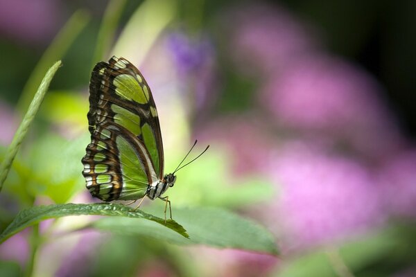 Mariposa verde de cerca