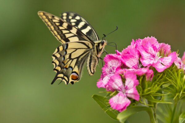 Micro photography of a butterfly and a flower