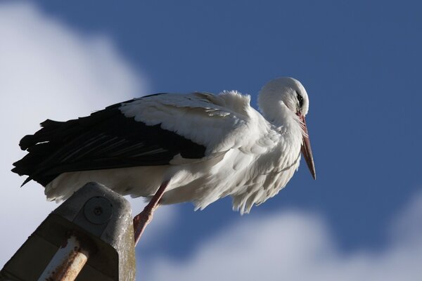 Ein anmutiger Storch beobachtet die Welt