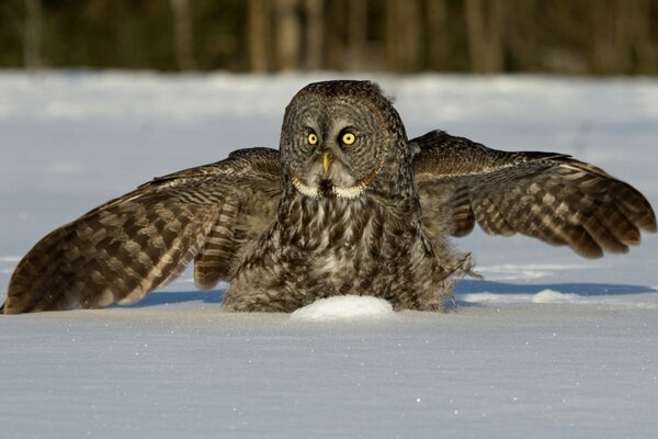 Hibou avec des ailes déployées sur la neige