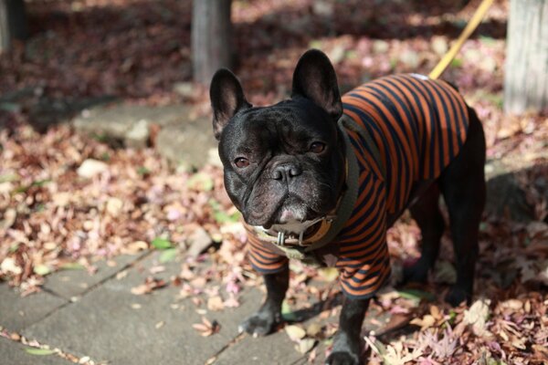 Eine französische Bulldogge in einem gestreiften Sweatshirt an der Leine schaut im Herbst auf einem Spaziergang in die Kamera