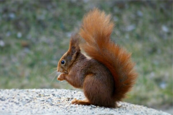 Eichhörnchen mit einem großen Schwanz auf einem Stein