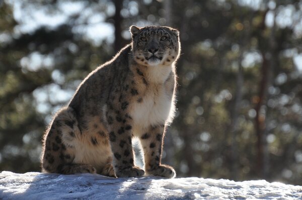 Wild cat - leopard