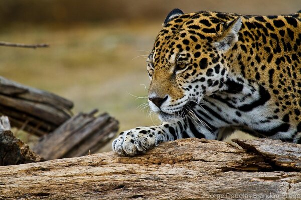 Ein schöner Jaguar stiehlt mir den Baum