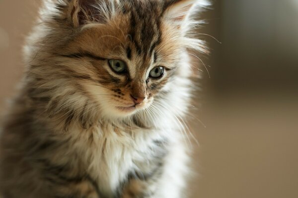 Pelzkatze braucht Aufmerksamkeit