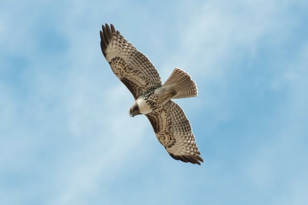 Falcon vole haut dans le ciel