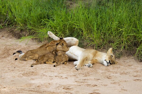 Lions se trouvent sur le sable