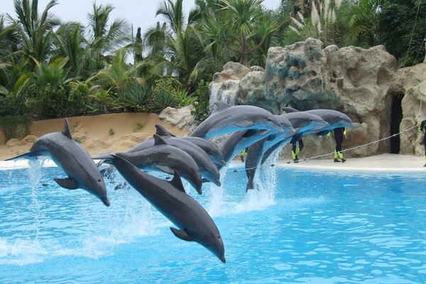 Dolphins jump into the water