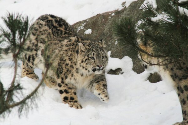 Un gato salvaje se escabulle en la nieve