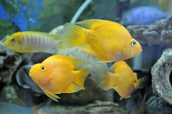 Poissons jaunes d aquarium parmi les pierres