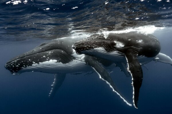 Magnífico océano y ballena mientras bucea